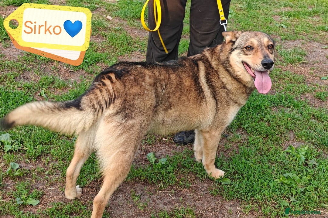 Mixed Breed dogs for adoption: 💙🐶 SIRKO 🐶💙 - Image 2