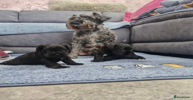 Miniature Schnauzer dogs - Advert 6