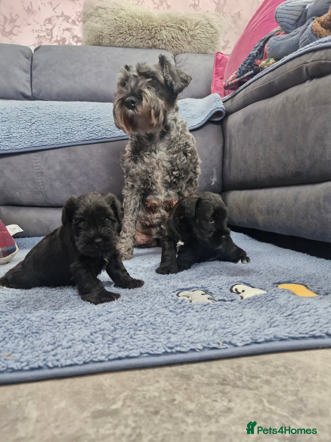Miniature Schnauzer dogs for sale: Perfect Miniature Schnauzer Puppies, 1 boy, 1 girl - Image 2