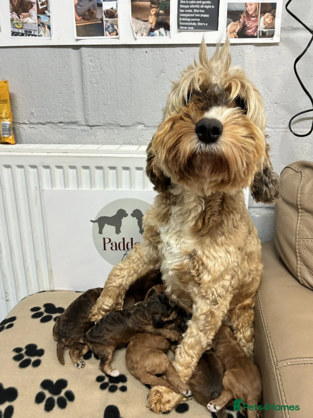 Cavapoo dogs for sale: 🌟 Superb sable cavapoo puppies 🌟 - Advert 11