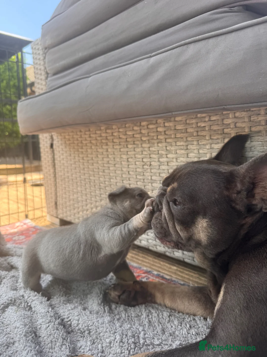 French Bulldog dogs for sale: French bulldog puppies last girl left  - Advert 2