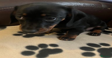 Dachshund dogs - Advert 15