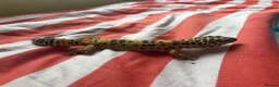 Leopard Gecko reptiles for sale: Peach Fizz the Leopard gecko  in Cwmbran - Advert 3