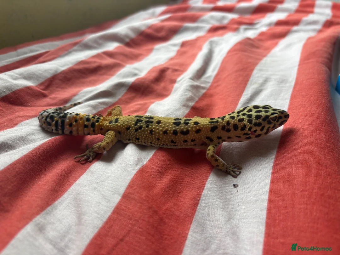 Leopard Gecko reptiles for sale: Peach Fizz the Leopard gecko  in Cwmbran - Advert 3