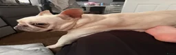 French Bulldog dogs for sale: Mylo for rehoming - Advert 3