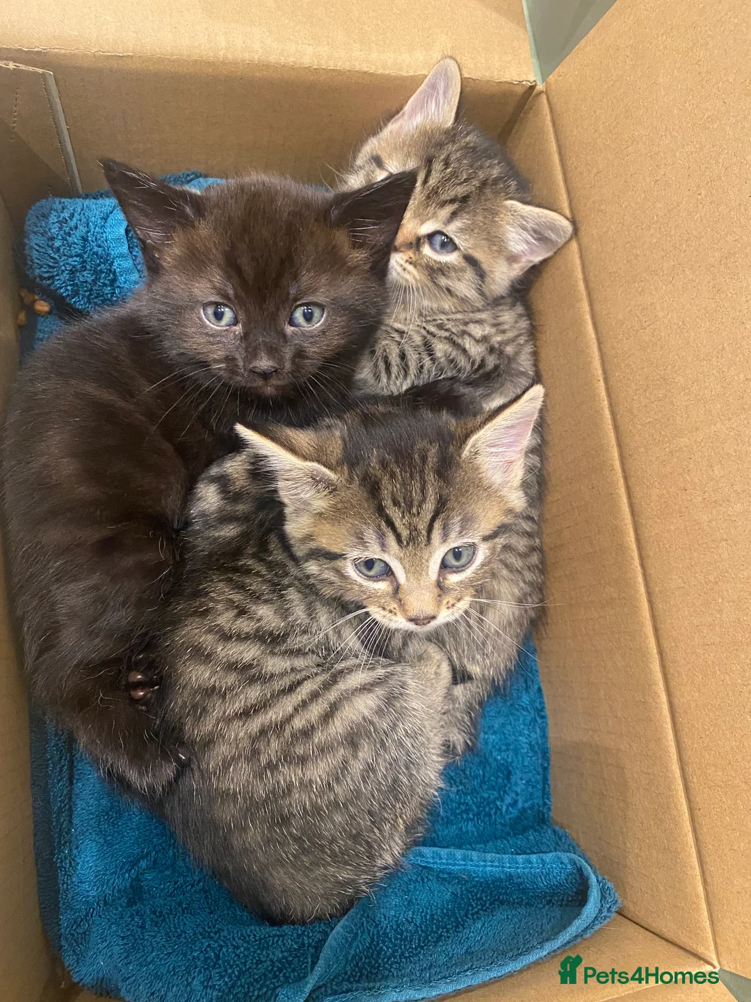 Mixed Breed cats for sale: Beautiful tabby kittens READY NOW in St Albans - Advert 1