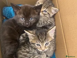 Mixed Breed cats Beautiful tabby kittens READY NOW - Advert 1