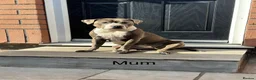 Staffordshire Bull Terrier dogs for sale: Beautiful Staffordshire bull terrier pups - Advert 11