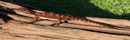 Bearded Dragon reptiles for sale: Black bloodline 100% red monster bearded dragons  - Advert 14