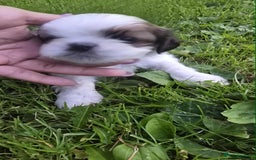 Shih Tzu dogs for sale: Shih Tzu - Image 2