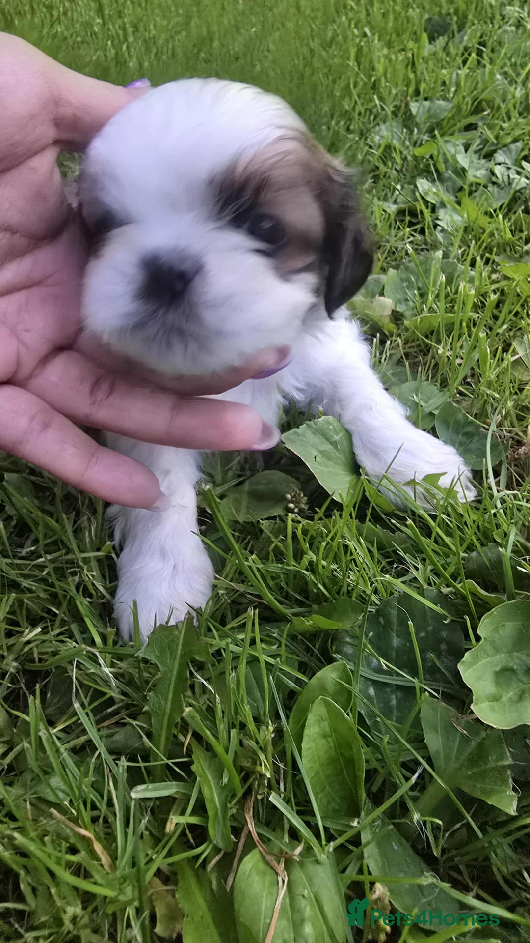 Shih Tzu dogs for sale: Shih Tzu - Image 2