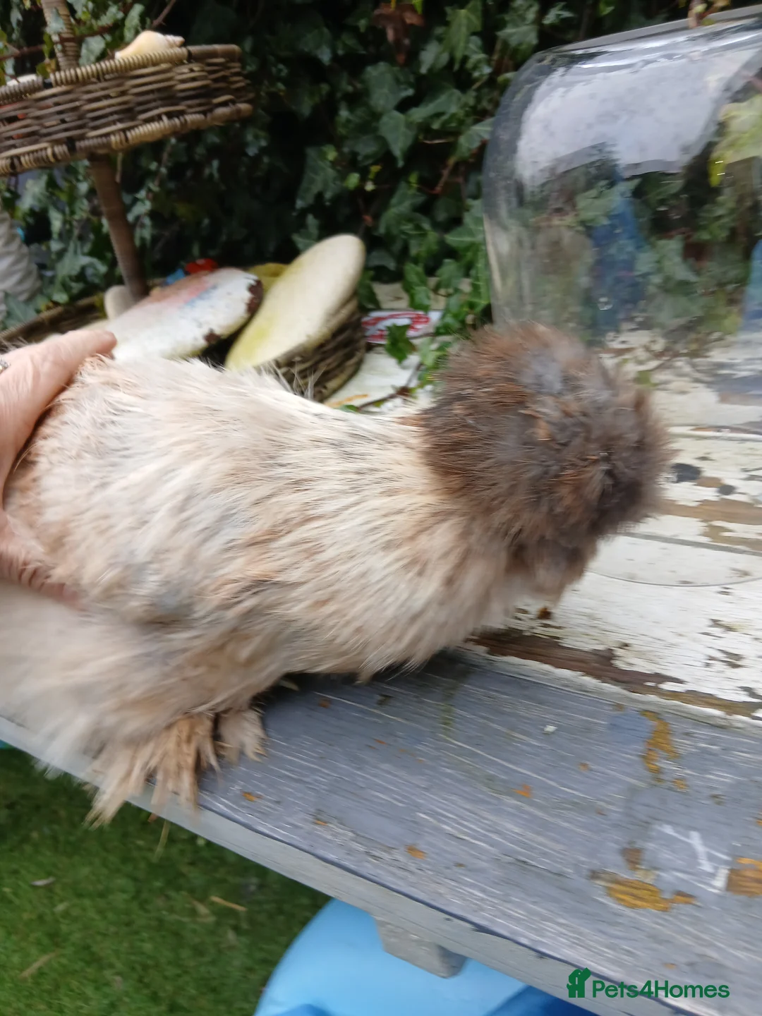 Chickens poultry for sale: Silkie chickens  - Advert 2