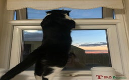 Domestic Shorthair cats for sale: Beans - Image 5