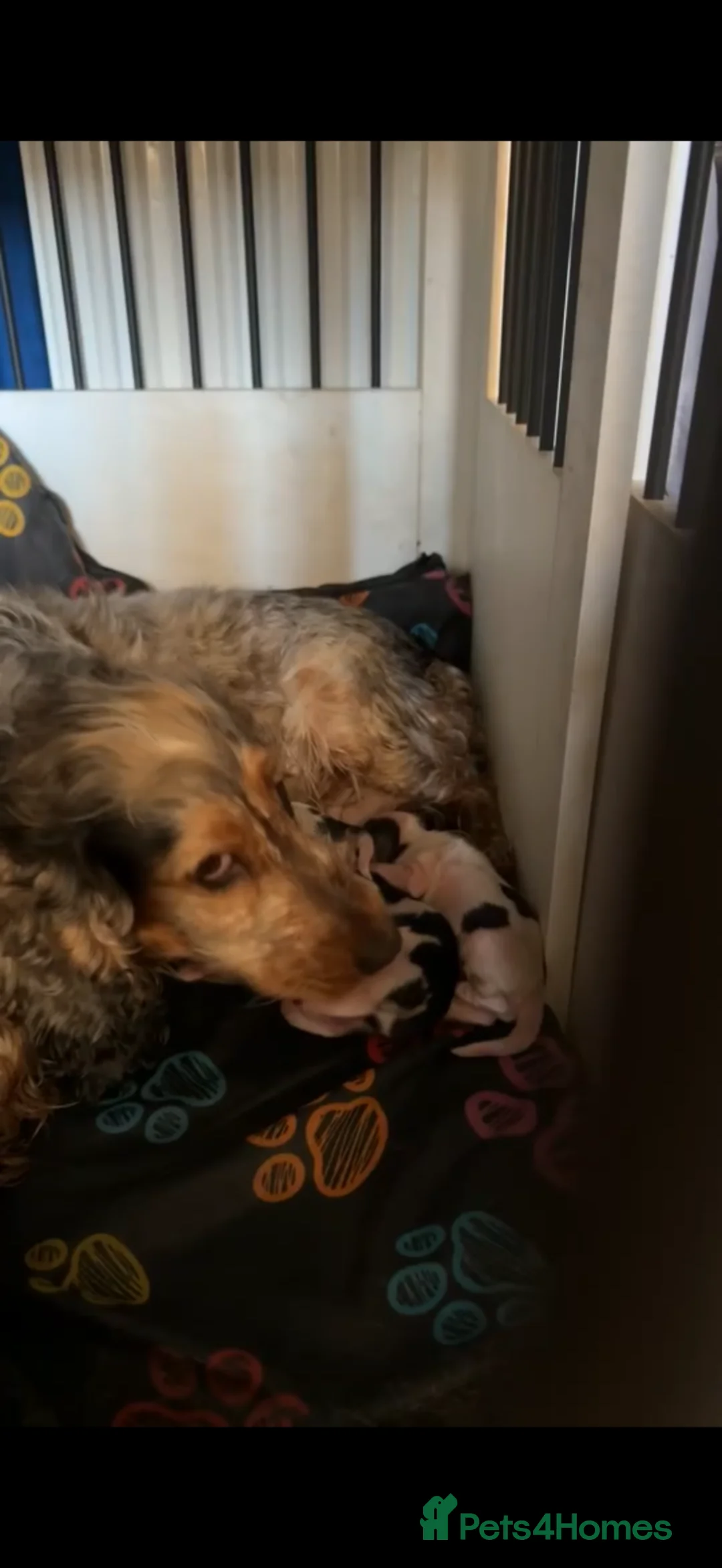 Cocker Spaniel dogs for sale: Show cocker spaniels! - Advert 15