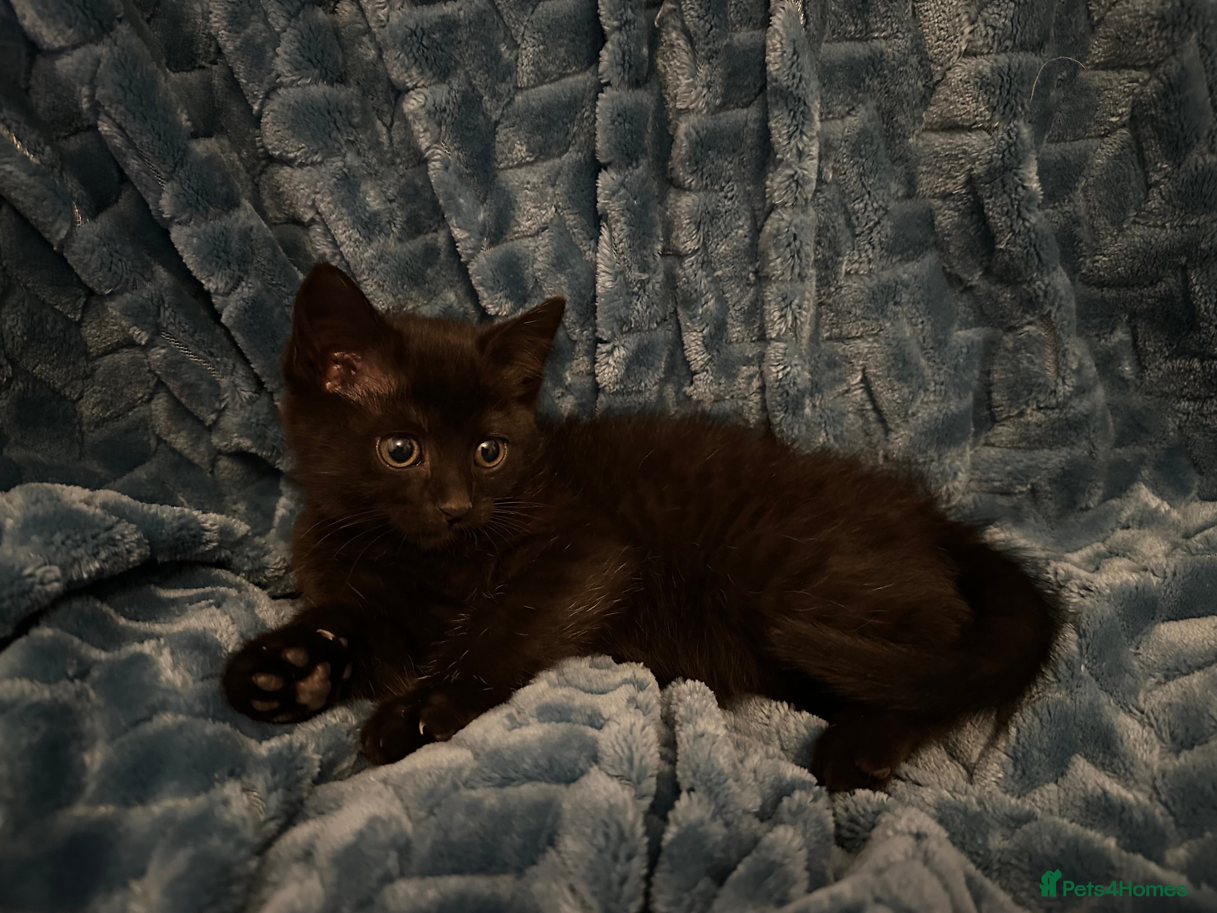 Mixed Breed cats Extremely friendly female kitten - Advert 1