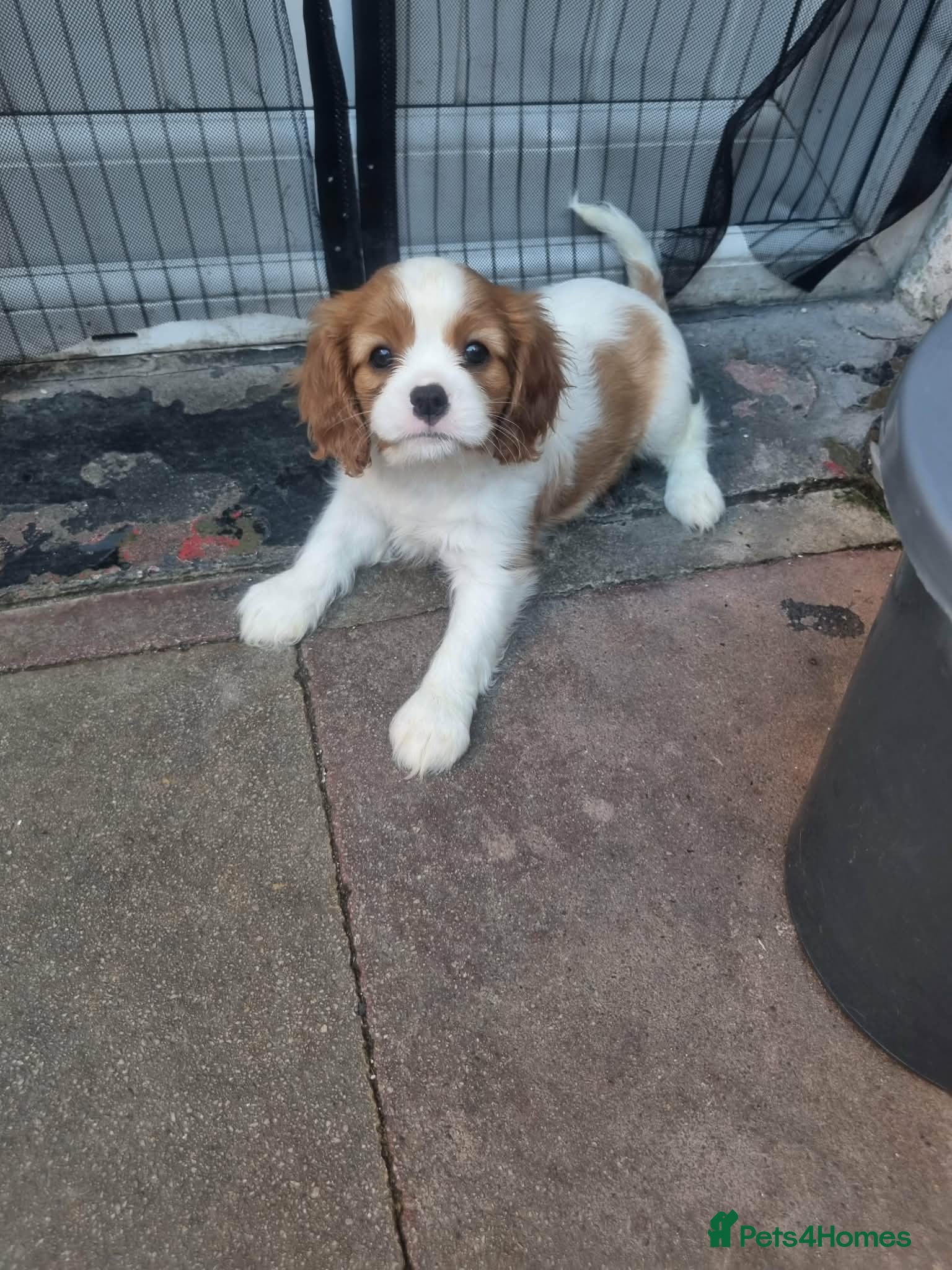 Cavalier King Charles Spaniel dogs Cavalier King Charles Spaniel - Advert 17