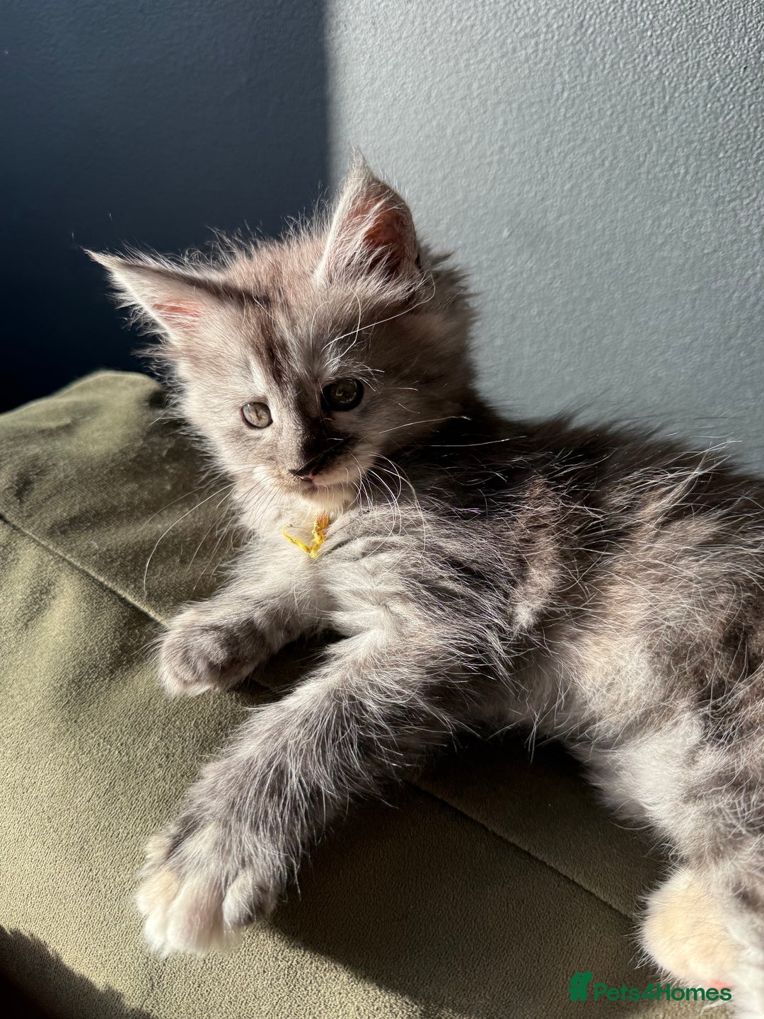 Maine Coon cats for sale: Maine Coon Kittens  - Image 10