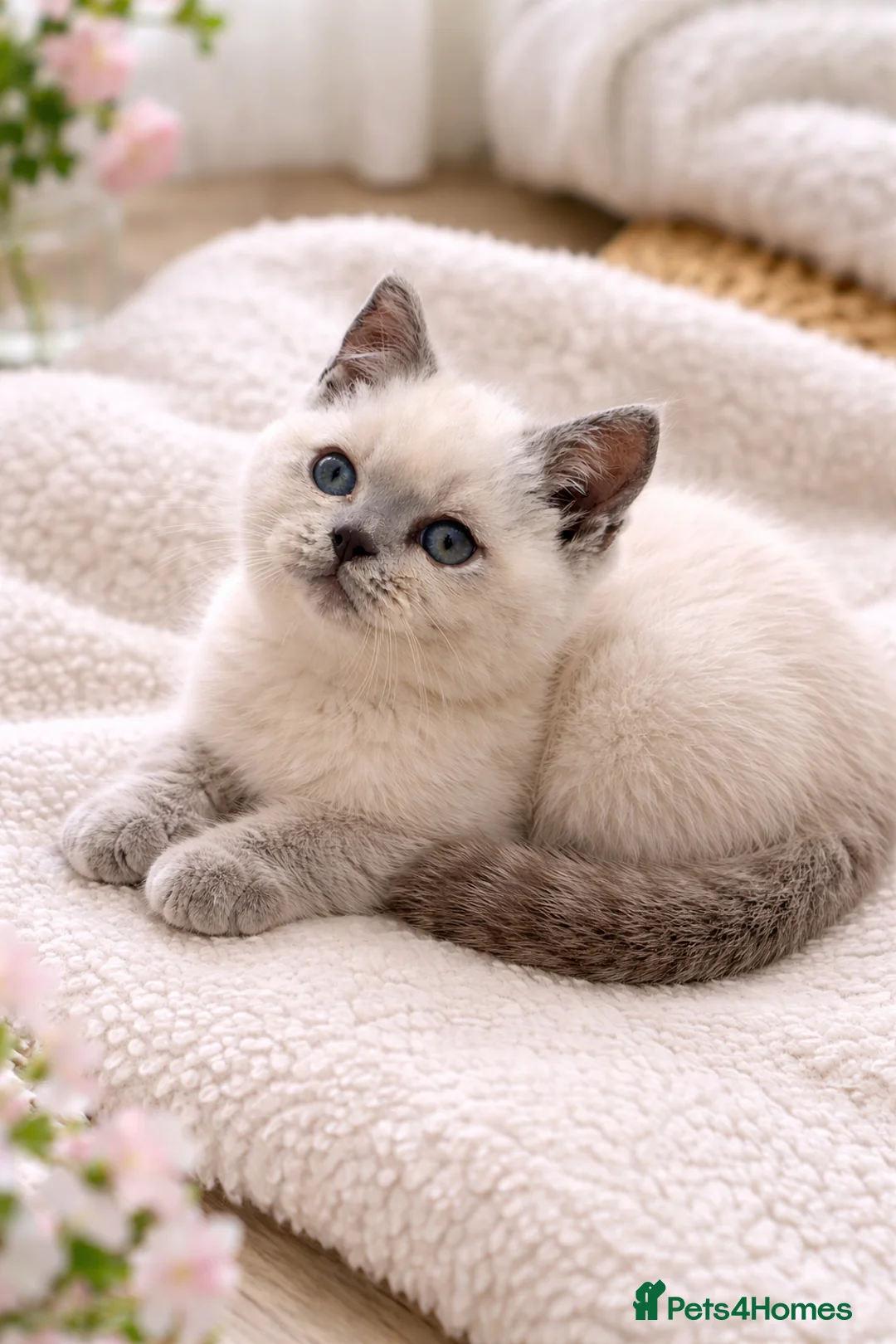 British Shorthair cats for sale: Stunning Lilac Point And Chocolate 8 Week Old  - Advert 15