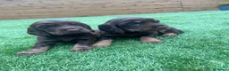 Cocker Spaniel dogs for sale: Working cocker spaniel pups  in Stockton-on-Tees - Advert 6