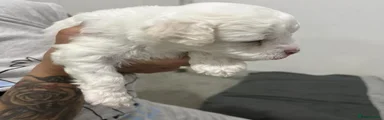 Bichon Frise 3