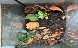 Snails invertebrates for sale: African snails and tank  - Image 2