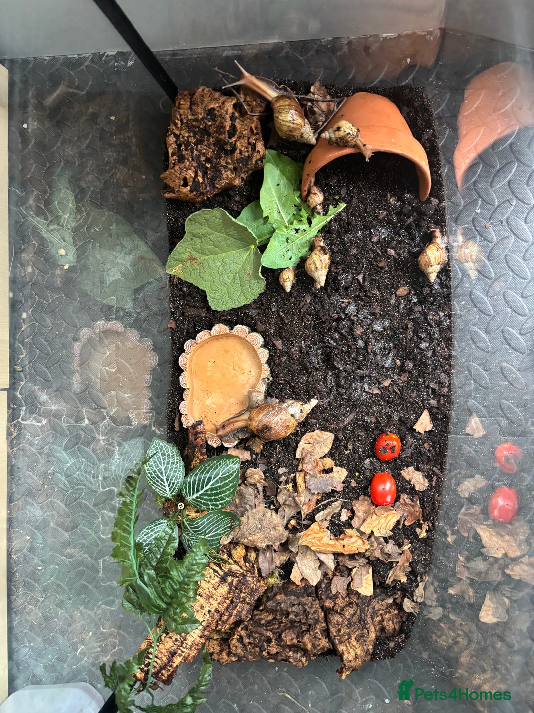 Snails invertebrates for sale: African snails and tank  - Image 2