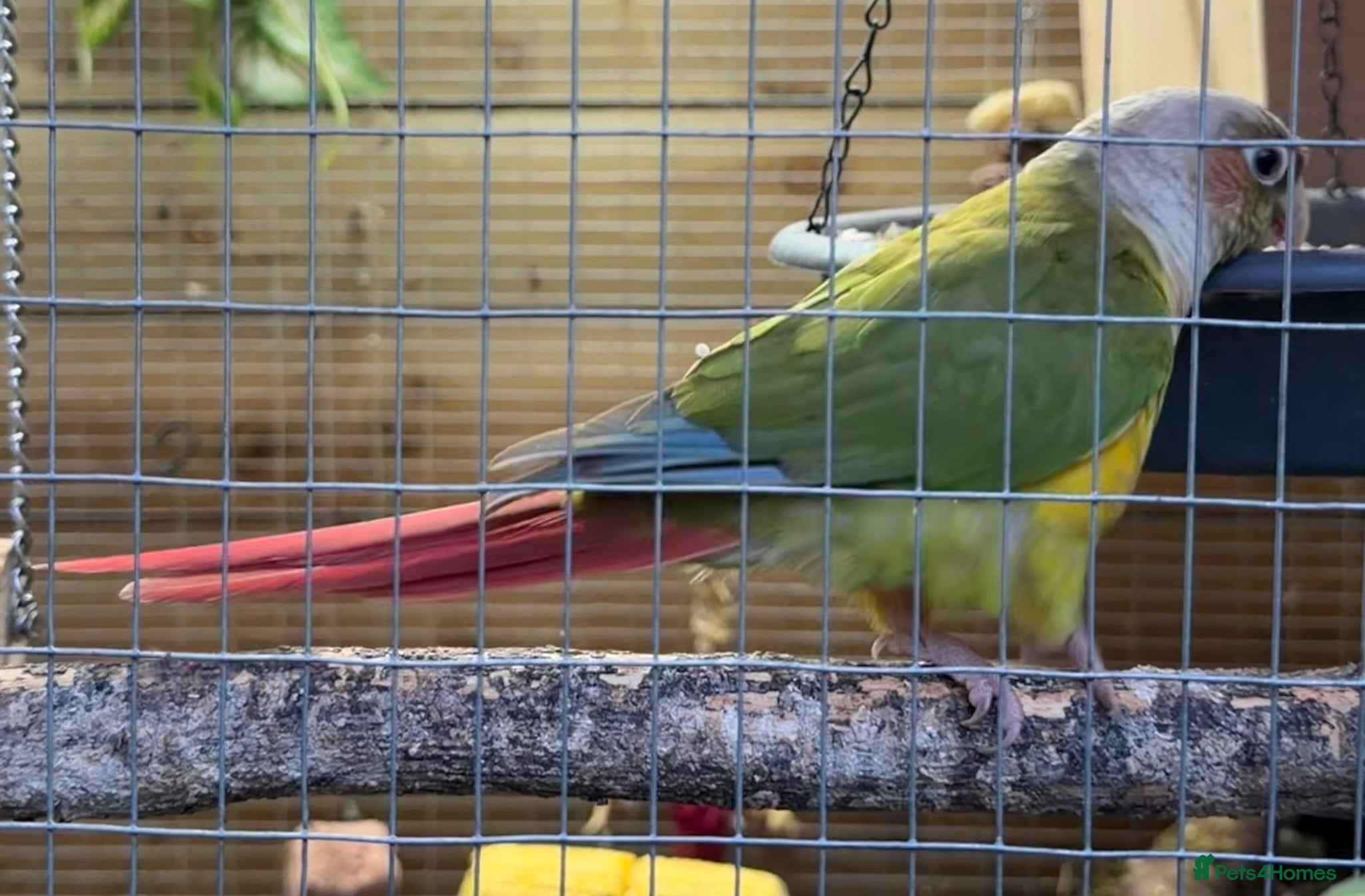 Conures birds Pair of conures for sale  - Advert 1
