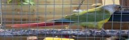 Conures birds for sale: Pair of conures for sale  - Advert 1