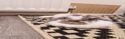 Mini Lop rabbits for sale: 2 bonded mini lops  in Edinburgh - Advert 3