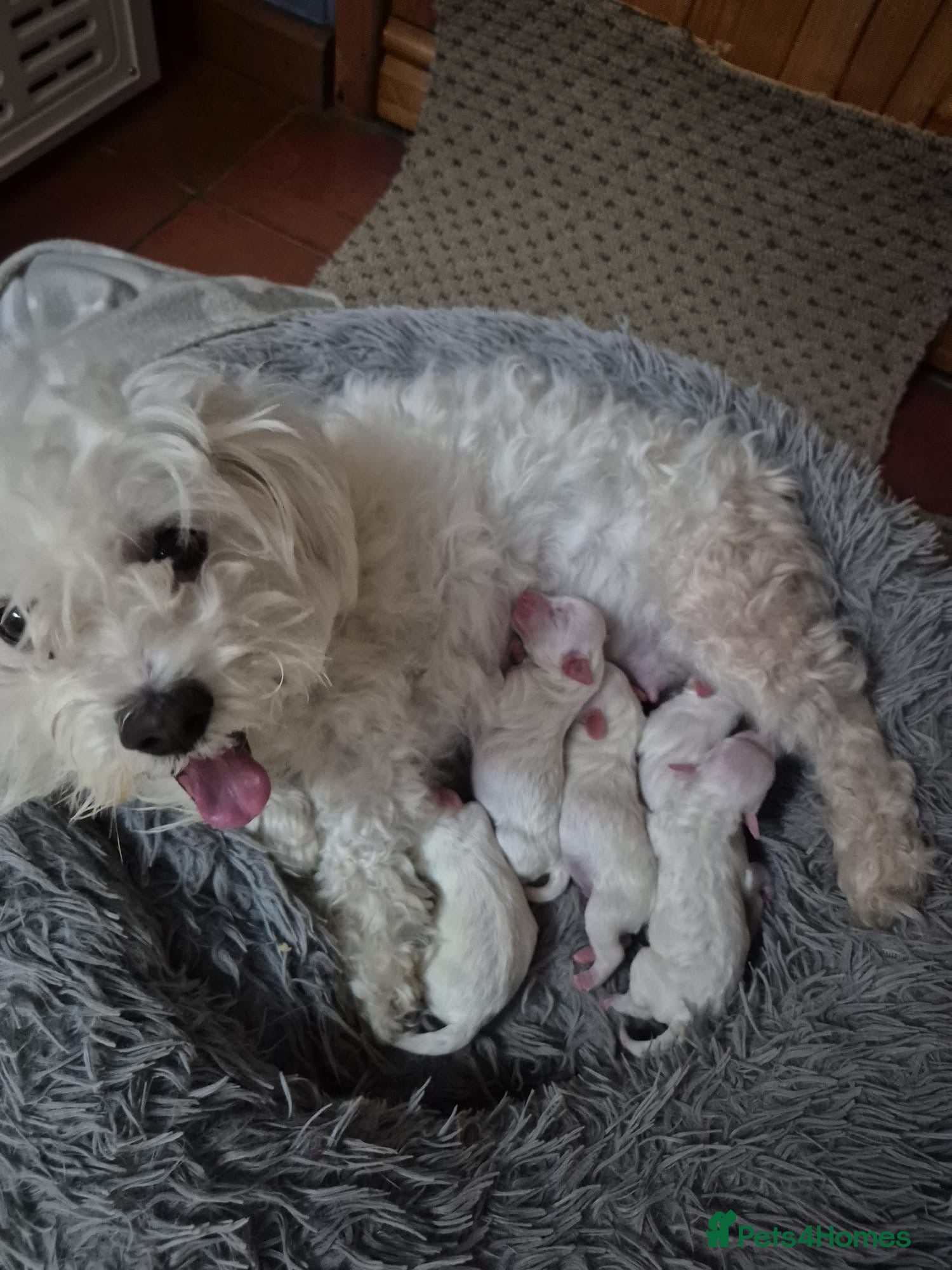 Bichon Frise dogs I sell puppies Bichon Frise  - Advert 6