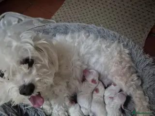 Bichon Frise dogs I sell puppies Bichon Frise - Advert 6