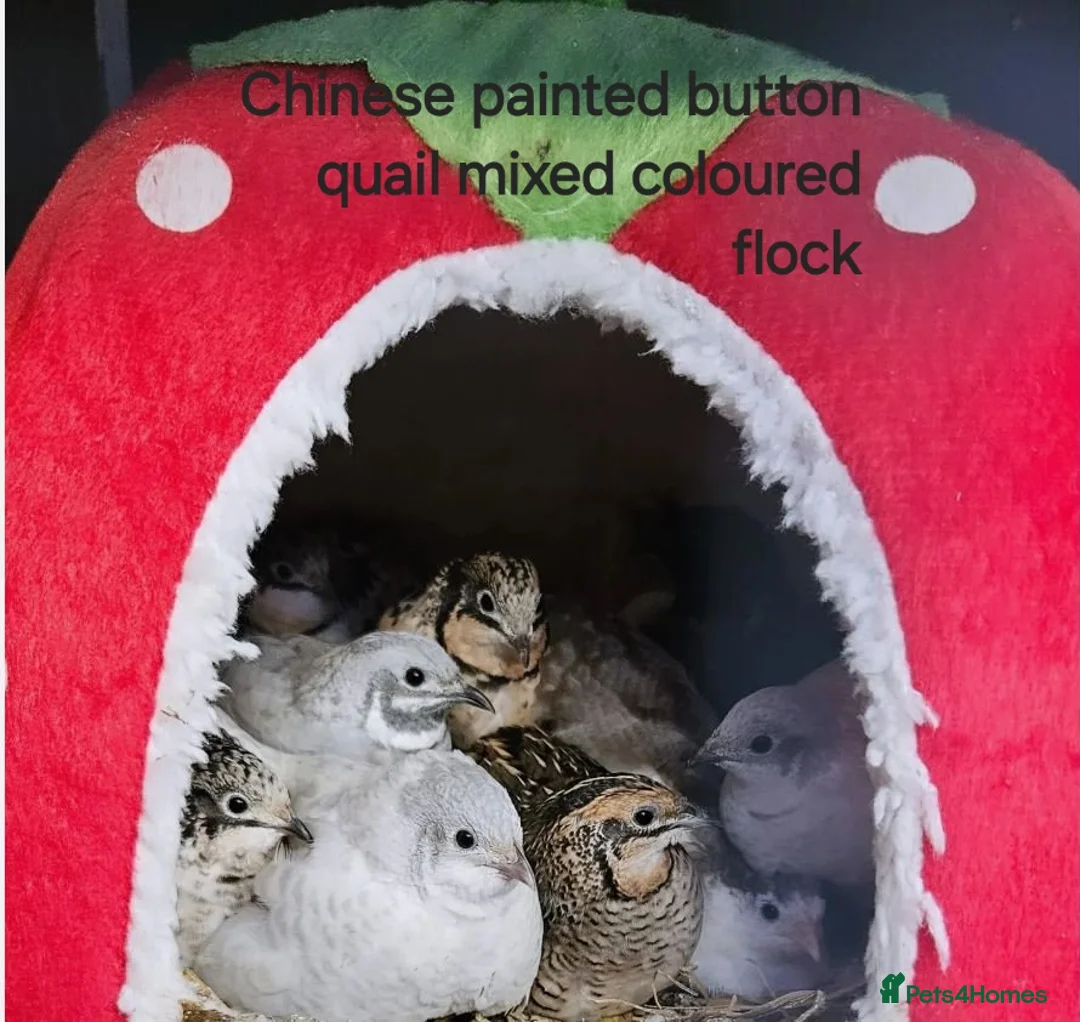 Quail poultry for sale: Various Quail chicks and adults available  - Advert 2