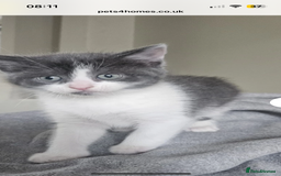 Mixed Breed cats for sale: Female Russian blue and British shorthair mix  - Image 10