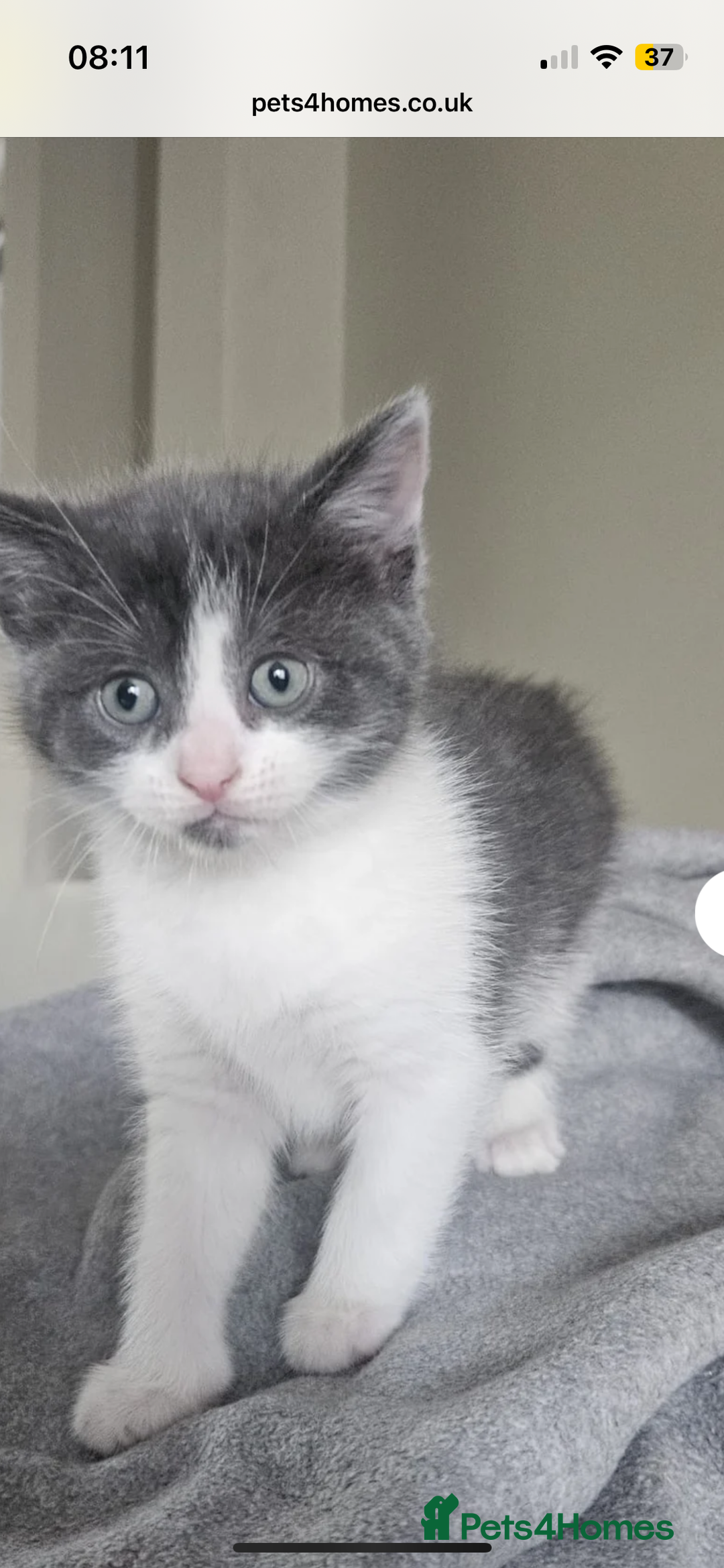 Mixed Breed cats for sale: Female Russian blue and British shorthair mix  - Image 10