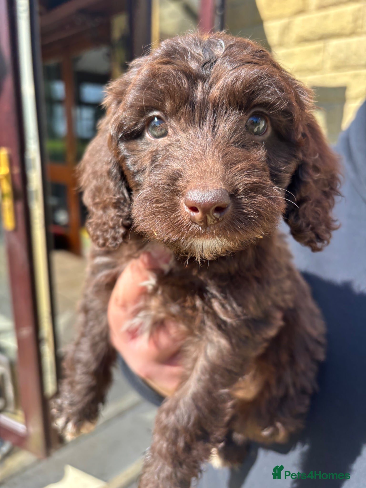 Cockapoo dogs ONE GIRL LEFT…Beautiful Chocolate cockapoos  - Advert 1