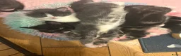 Mixed Breed cats for sale: Ragdoll cross - Advert 7