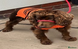 Cocker Spaniel dogs for sale: Beautiful Cocker Spaniel - Sad sale. - Advert 3