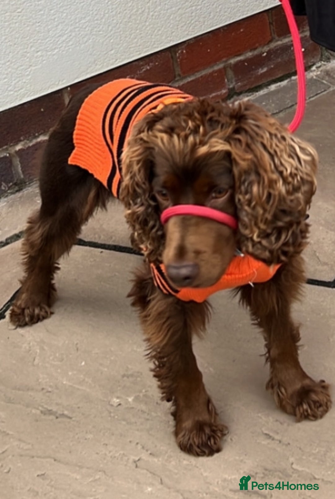 Cocker Spaniel dogs for sale: Beautiful Cocker Spaniel - Sad sale. - Advert 3