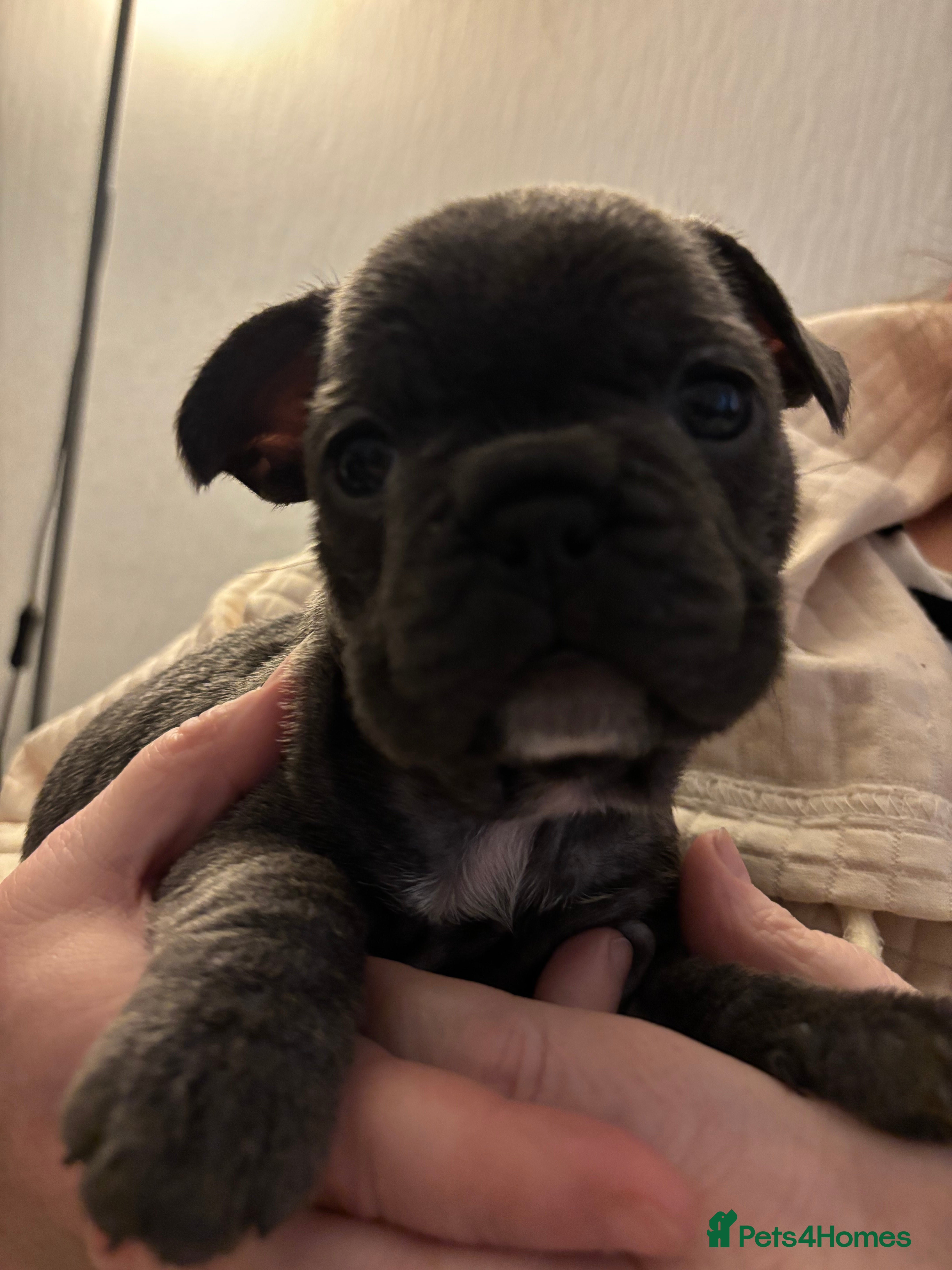 French Bulldog dogs 5 beautiful female French bulldogs for sale  - Advert 7