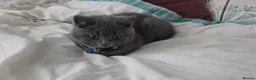 British Shorthair cats for sale: PEDIGREE BSH SHORT HAIR - Advert 11