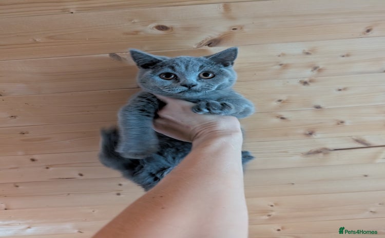 British Shorthair cats - Advert 9