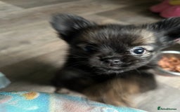 Pomchi dogs for sale: 2 beautiful tiny little Pomchi girls - Image 25