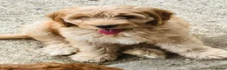 Cockapoo dogs for sale: Beautiful Cockapoos - Advert 6