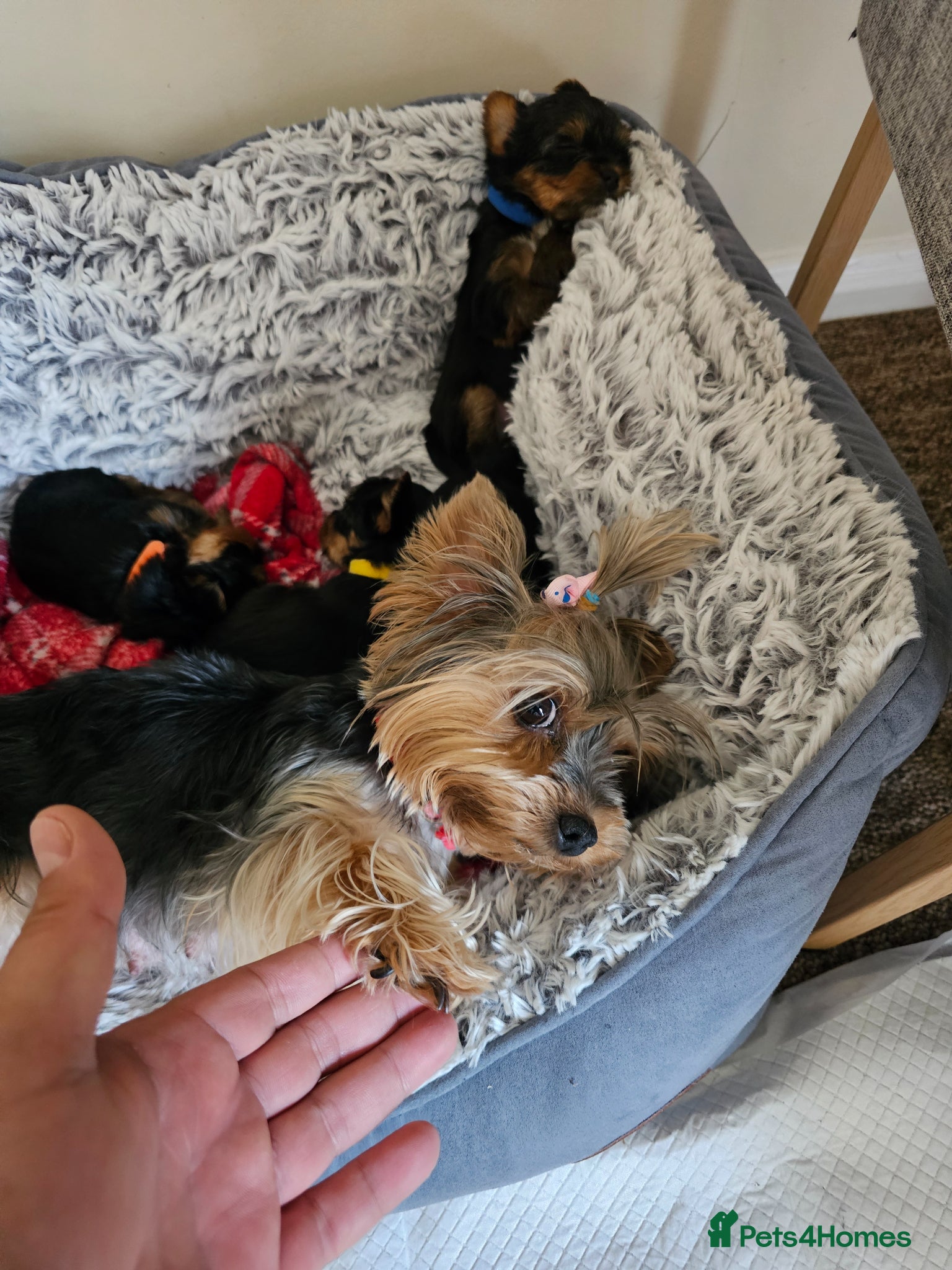 Yorkshire Terrier dogs 3 girls 🩷 and 1 boy 🩵 - Advert 2