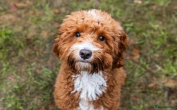 Aussiedoodle dogs for sale: Adorable Aussiedoodle Puppy Lottie for Adoption - Image 8