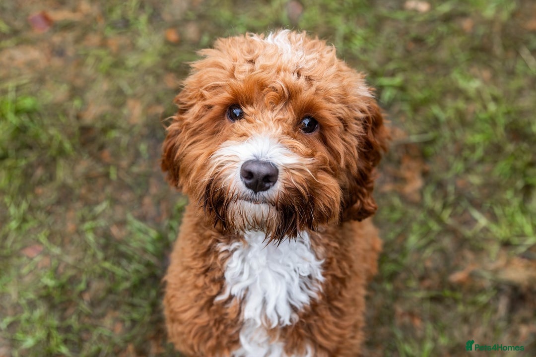 Aussiedoodle dogs for sale: Adorable Aussiedoodle Puppy Lottie for Adoption - Image 8