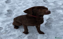 Labrador Retriever dogs for sale: Stunning Black Labrador Puppies KC Parents  - Image 14
