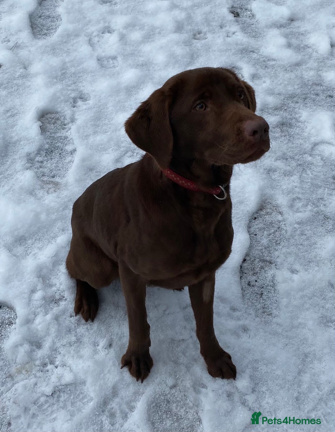 Labrador Retriever dogs for sale: Stunning Black Labrador Puppies KC Parents  - Image 14