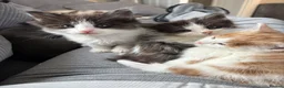 Maine Coon cats for sale: Maine coon & Turkish van mix - Advert 2
