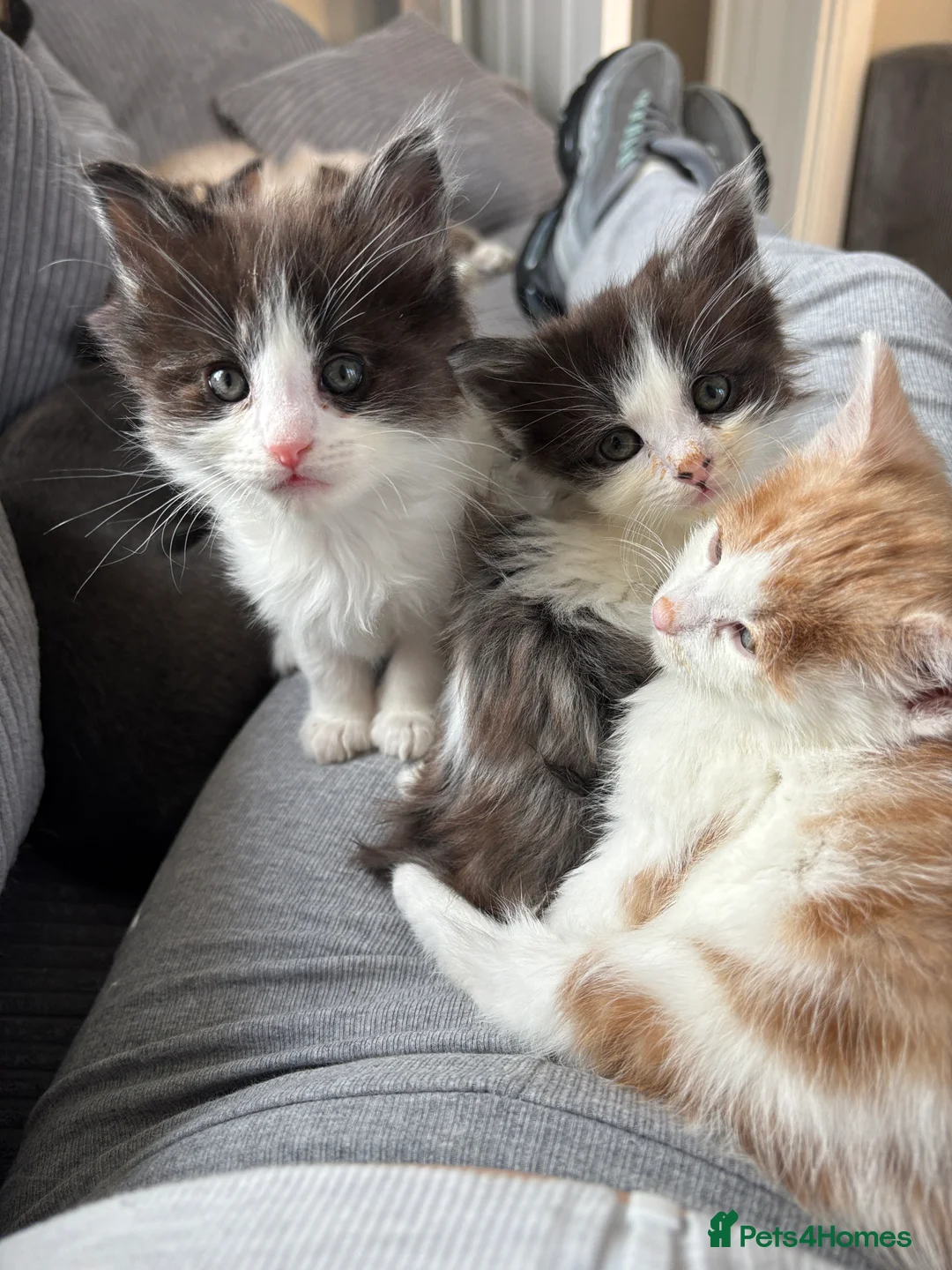 Maine Coon cats for sale: Maine coon & Turkish van mix - Advert 2